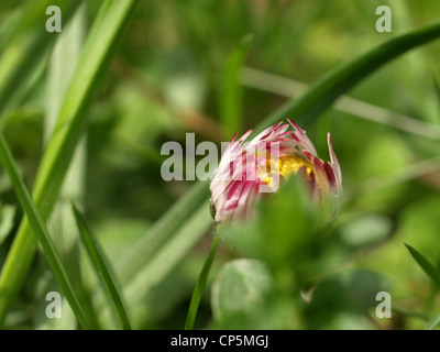 Gänseblümchen, gemeinsame Daisy Rasen Daisy, Englisch Gänseblümchen / Bellis Perennis / Gänseblümchen Stockfoto