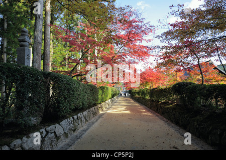 Herbstlaub in Koya-San, Japan Stockfoto