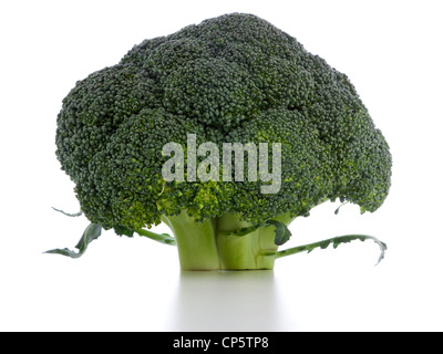 Baby Brokkoli Kopf isoliert auf weißem Hintergrund Stockfoto