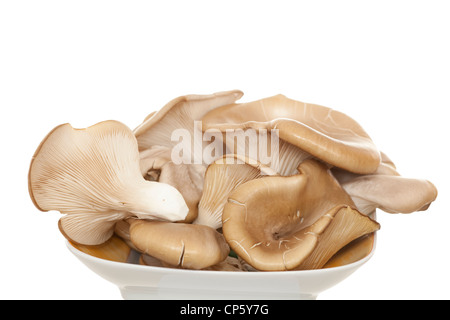 Der Austernpilz (Pleurotus Ostreatus) auf Teller Stockfoto