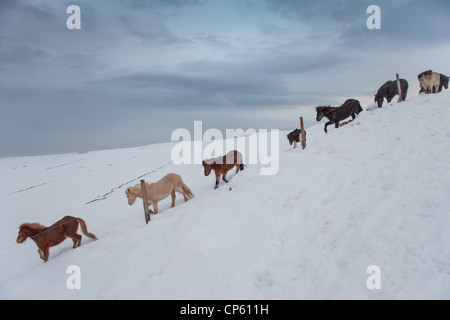 Winter-Herde von Islandpferden, Skagafjördur, Island Stockfoto