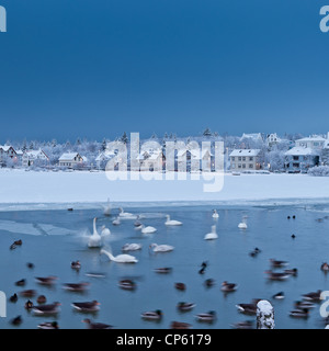 Winter-Schwäne und Enten im Teich Reykjavik, Island (Tjörnin) Stockfoto