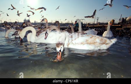 Schwäne und Blässhühner sind durch das gefrorene Wasser des Schwarzen Meeres, ein seltenes Phänomen, letztes Mal blockiert, 1977, Odessa, Kazakhistan der Fehler auftrat Stockfoto