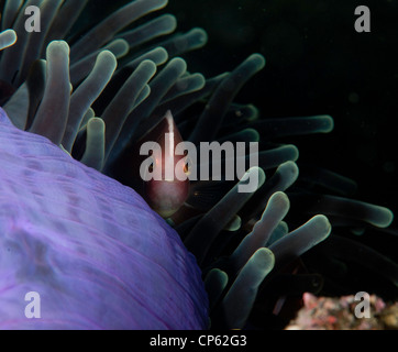 Rosa Anemonenfische (Amphiprion Perideraion) auf einem lila Anemone-Ball in der Lembeh-Straße von Indonesien Stockfoto