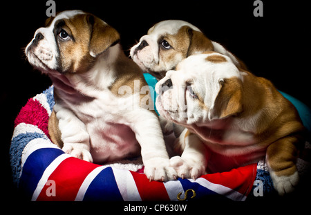 Drei weibliche britische Stier Hundewelpen saß in einem Eimer. Stockfoto