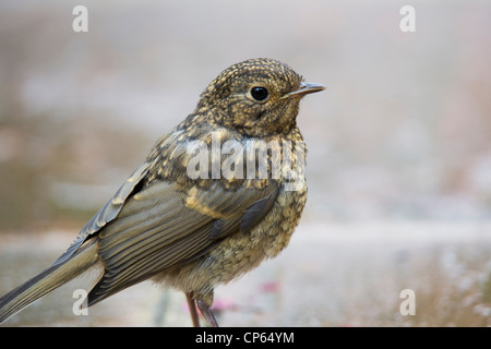 Jugendliche Robin auf gartenweg Flügge. Großbritannien Stockfoto