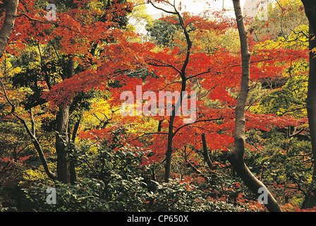 Japan - Honshu - westlichen Tokyo, Minami-Aoyama Bezirk. Nezu Kunstmuseum, Garten. Stockfoto