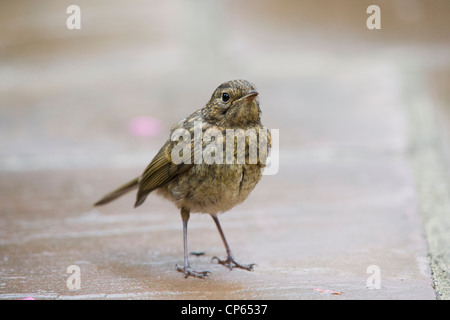 Jugendliche Robin auf gartenweg Flügge. Großbritannien Stockfoto