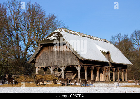 Japanische Sika Rotwild (Cervus Nippon) Herde mit Hirsch und Frauen Essen Heu in hölzernen Futterstelle im Schnee im Winter, Dänemark Stockfoto