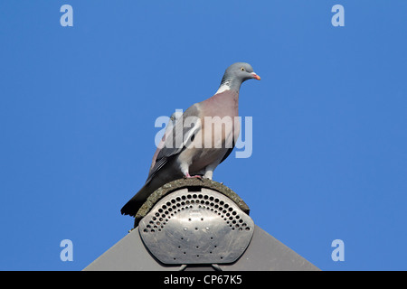 Gemeinsamen Ringeltaube (Columba Palumbus) thront auf Dach, Deutschland Stockfoto