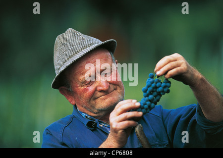 Lombardei VALTELLINA Chiuro Ernte Wein Trauben für den Aufwand im Haus Weinbergen Wein Rainford Stockfoto