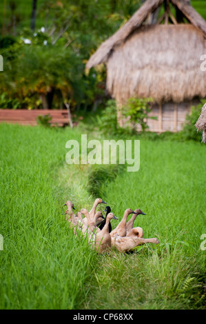 Enten in Bali, Indonesien, bieten einen wertvollen Dienst. Sie befruchten die Reisfelder und unerwünschte Schädlinge wie Insekten fressen. Stockfoto