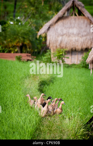 Enten in Bali, Indonesien, bieten einen wertvollen Dienst. Sie befruchten die Reisfelder und unerwünschte Schädlinge wie Insekten fressen. Stockfoto