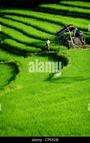 Menschen kommen und gehen in die Reisterrassen des Tals Sidemen in Ost-Bali. Brennholz tragen oder jäten die Terrassen. Stockfoto