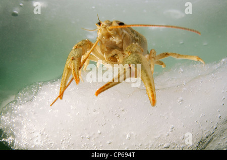 Flusskrebse (Astacus Leptodactilus), atypisch im salzigen Meerwasser das gefrorene schwarze Meer gefunden Stockfoto