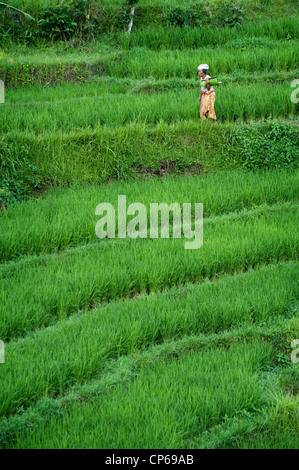 Menschen kommen und gehen in die Reisterrassen des Tals Sidemen in Ost-Bali. Brennholz tragen oder jäten die Terrassen. Stockfoto