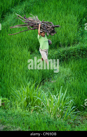 Menschen kommen und gehen in die Reisterrassen des Tals Sidemen in Ost-Bali. Brennholz tragen oder jäten die Terrassen. Stockfoto