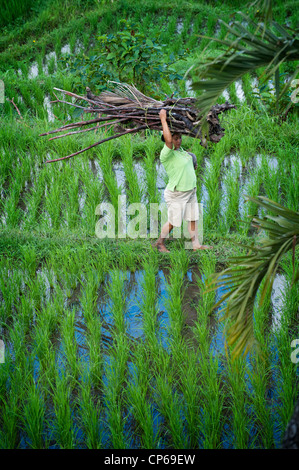 Menschen kommen und gehen in die Reisterrassen des Tals Sidemen in Ost-Bali. Brennholz tragen oder jäten die Terrassen. Stockfoto