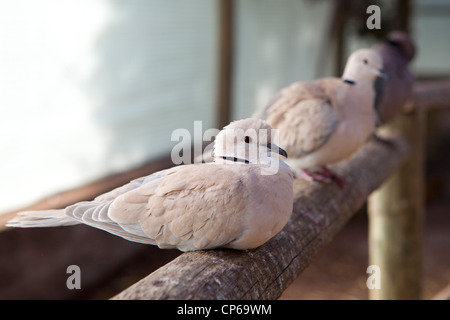 Drei Tauben in einer Reihe, sitzend auf einem Holzzaun bei Butterfly World, Klapmuts, Südafrika Stockfoto