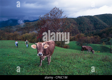 Ligurien - Val di Vara - Pian dei Groppi, weidenden Kühen. Stockfoto