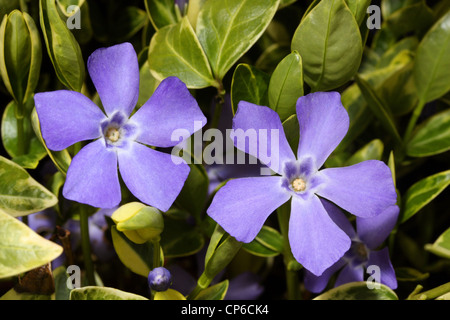 Größere Immergrün - Vinca großen - Blüte in einem Garten in Berkshire, England Stockfoto
