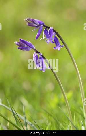 Native English Glockenblumen - Hyacinthoides non-Scripta, genommen in Bluebell Woods in Berkshire Stockfoto