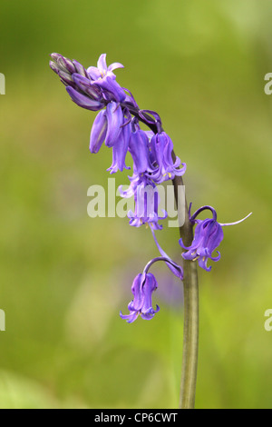 Native English Glockenblumen - Hyacinthoides non-Scripta, genommen in Bluebell Woods in Berkshire Stockfoto