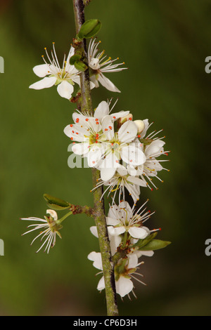 Blackthorn Blüte, Prunus Spinosa, genommen in Berkshire, England Stockfoto