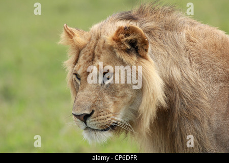 Porträt eines jungen männlichen Löwen in der Masai Mara, Kenia, Ostafrika Stockfoto