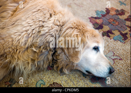 Einen älteren Golden Retriever Hund schlafen auf einem Wohnzimmer-Teppich Stockfoto