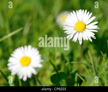 Makroaufnahme von zwei weißen Margeriten. Stockfoto