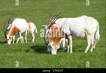 Scimitar-horned Oryx (Oryx Dammah) Stockfoto