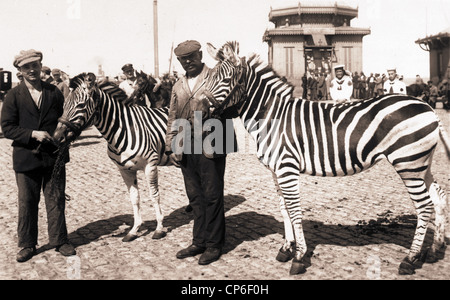Zwei Männer & zwei Zebras Stockfoto
