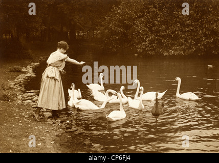 Edwardian Frau Fütterung Schwäne in einem Teich Stockfoto