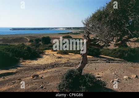 Zypern - der Akamas-Halbinsel. Vegetation in der Nähe von der Lara Beach Stockfoto