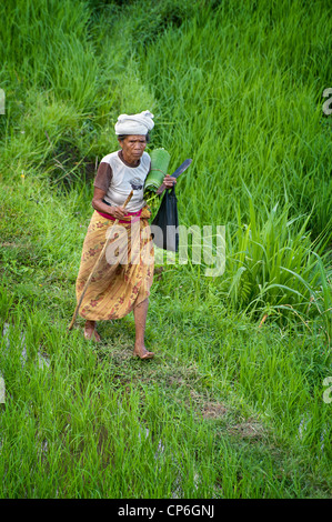 Menschen kommen und gehen in die Reisterrassen des Tals Sidemen in Ost-Bali. Brennholz tragen oder jäten die Terrassen. Stockfoto