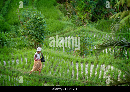 Menschen kommen und gehen in die Reisterrassen des Tals Sidemen in Ost-Bali. Brennholz tragen oder jäten die Terrassen. Stockfoto