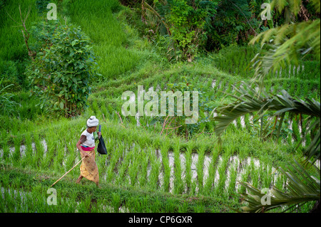 Menschen kommen und gehen in die Reisterrassen des Tals Sidemen in Ost-Bali. Brennholz tragen oder jäten die Terrassen. Stockfoto