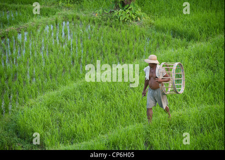 Menschen kommen und gehen in die Reisterrassen des Tals Sidemen in Ost-Bali. Brennholz tragen oder jäten die Terrassen. Stockfoto