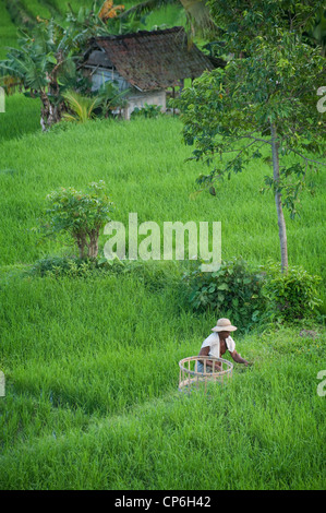 Menschen kommen und gehen in die Reisterrassen des Tals Sidemen in Ost-Bali. Brennholz tragen oder jäten die Terrassen. Stockfoto