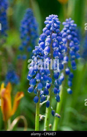 Muscari Botryoides Makro Stockfoto