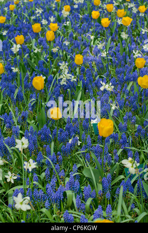 Blaue Traubenhyazinthen, gelbe Tulpen und weißen Narzissen Stockfoto