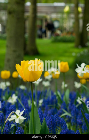 Gelbe Tulpen, weiße Narzissen und blauen Traubenhyazinthen Stockfoto