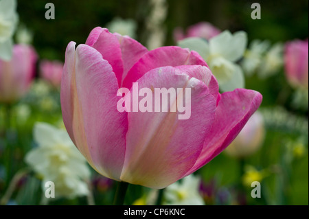 Rosa Tulpe mit weißen Narzissen Stockfoto