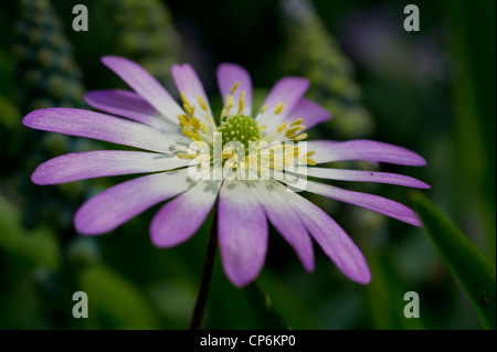 Lila griechische Windflower Stockfoto