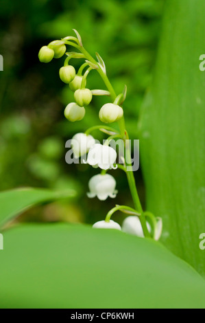 Maiglöckchen Stockfoto