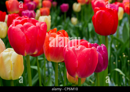 Lila, rosa, rot und Gelb gemischt Tulpen Stockfoto