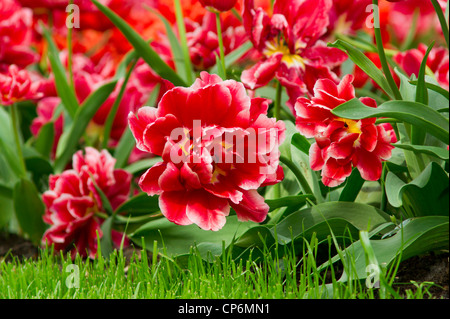 Feld mit der Tulpe Willemsoord gefüllt Stockfoto