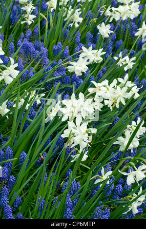 Weiße Narzisse mit blauen Traubenhyazinthen Stockfoto