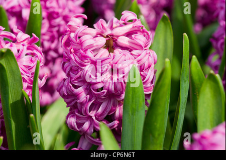 Tief rosa Hyazinthen Stockfoto